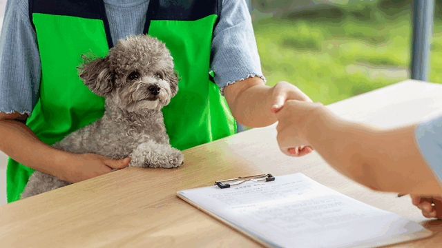3/23 국제 강아지의 날! 유기견 입양 & 봉사 방법 총 정리